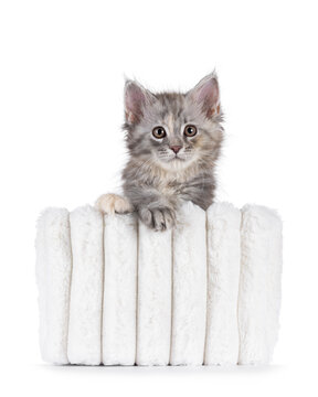 Adorable pastel colored Maine Coon cat kitten, sitting in soft white pluche basket. Looking straight to camera. Isolated on solid white background.