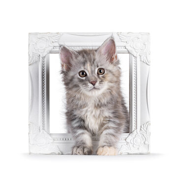 Adorable pastel colored Maine Coon cat kitten, sitting throught white photo frame. Looking straight to camera. Isolated on solid white background.