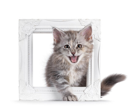 Adorable pastel colored Maine Coon cat kitten, stepping throught white photo frame. Looking straight to camera. Mouth wide open meowing or smiling. Isolated on solid white background.