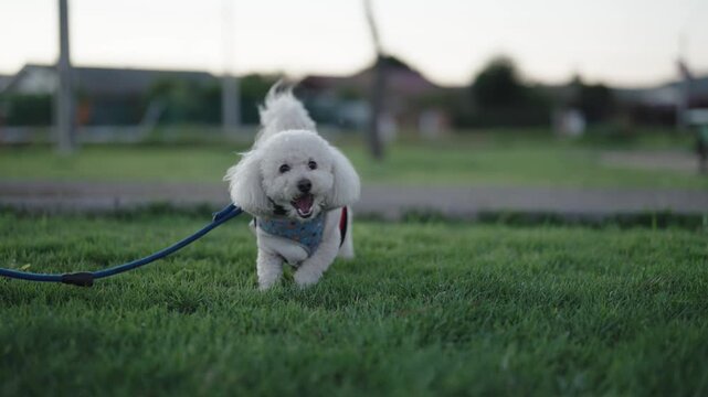 Happy white dog running on leash in urban park at sunset 