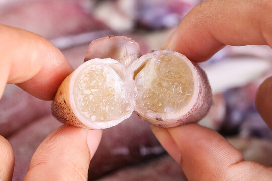 Fresh Sea Hare Roe Shandong Seafood Delicacy Hands Opening Translucent Eggs Aquatic Food
