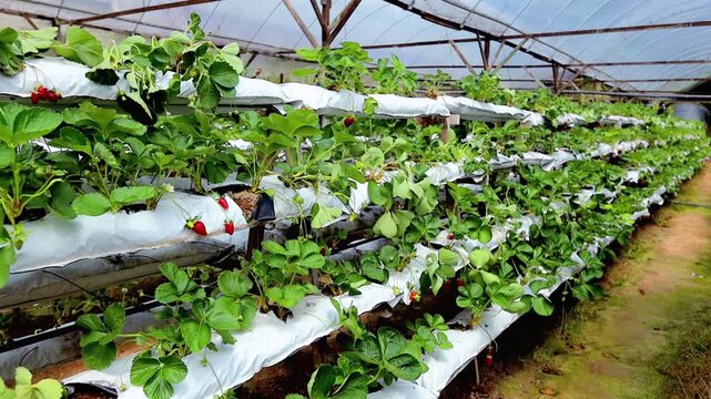 Strawberry farm, strawberries growing in the green house