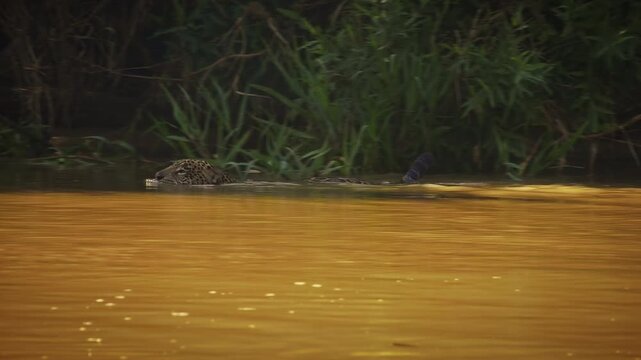 Jaguar Panthera onca swimming across muddy river, tail raised above water, rosette spotted coat, largest cat of Americas, strong swimmer big cat predator, Pantanal Brazil, near threatened wild feline