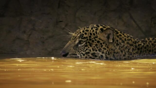 Jaguar Panthera onca swimming across muddy river, tail raised above water, rosette spotted coat, largest cat of Americas, strong swimmer big cat predator, Pantanal Brazil, near threatened wild feline