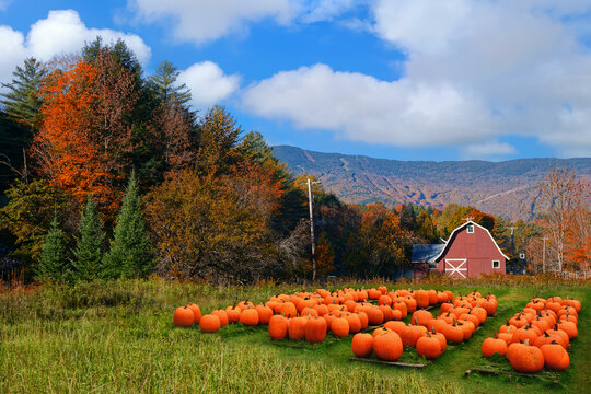 Autumn pumpkin patch with rustic old red barn in the background and fall colors