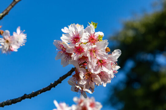 Flor de cerejeira. Sakura