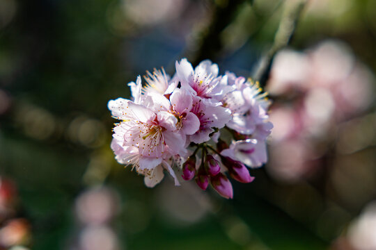 Flor de cerejeira. Sakura