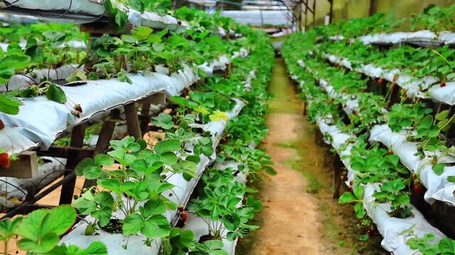 Strawberry farm, strawberries growing in the green house