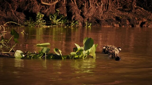 Jaguar Panthera onca swimming across muddy river, tail raised above water, rosette spotted coat, largest cat of Americas, strong swimmer big cat predator, Pantanal Brazil, near threatened wild feline