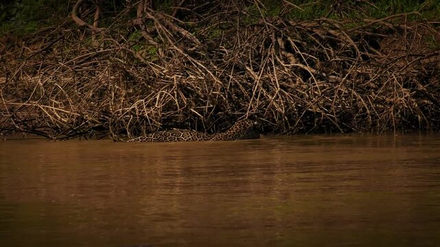 Jaguar Panthera onca swimming across muddy river, tail raised above water, rosette spotted coat, largest cat of Americas, strong swimmer big cat predator, Pantanal Brazil, near threatened wild feline