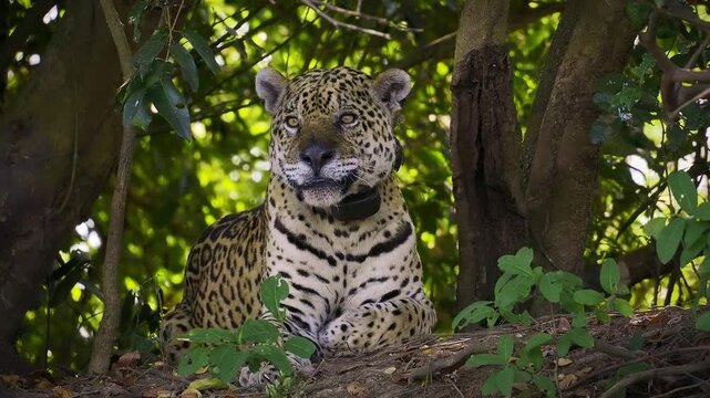 Jaguar, Panthera onca, resting in dense riverbank vegetation, Pantanal wetlands Brazil, largest American big cat, powerful spotted rosette coat, alert amber eyes, near threatened apex predator