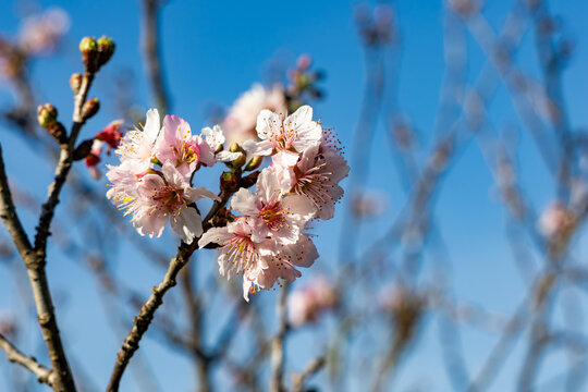 Flor de cerejeira. Sakura