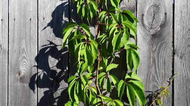Vine climbs wooden fence with green leaves. Sunlight casts shadow of leaves on weathered planks. Plant grows upward, reaching toward light. Natural texture of wood contrasts with vibrant green foliage