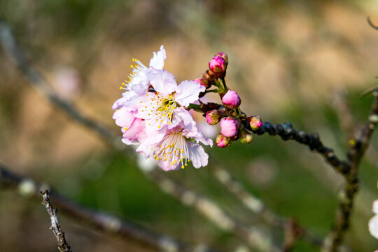 Flor de cerejeira. Sakura