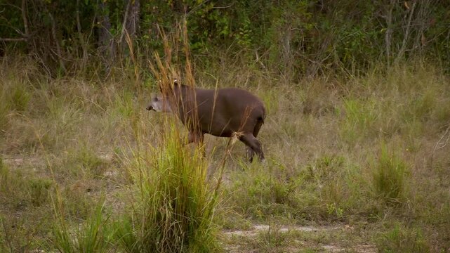 South American tapir, Brazilian tapir, lowland tapir (Tapirus terrestris) wading, foraging in shallow river, Pantanal wetland, Mato Grosso, Brazil. Vulnerable species, excellent swimmer.