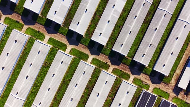 Overhead view of poultry barns in diagonal rows. Repeated white roofs and green strips form a symmetrical farming pattern.