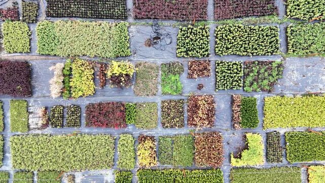Aerial view of diverse plant patches. Rows of green and red growths. Patterns show natural variation and care. Farmers nurture different plant varieties. Scene suggests agricultural research