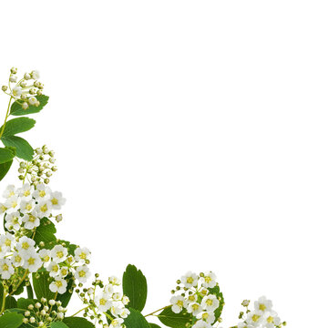 Spiraea chamaedryfolia flowers and leaves in a corner floral arrangement isolated on white or transparent background