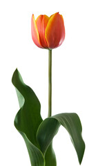 Naklejka premium Bright orange and yellow tulip standing tall against a white background
