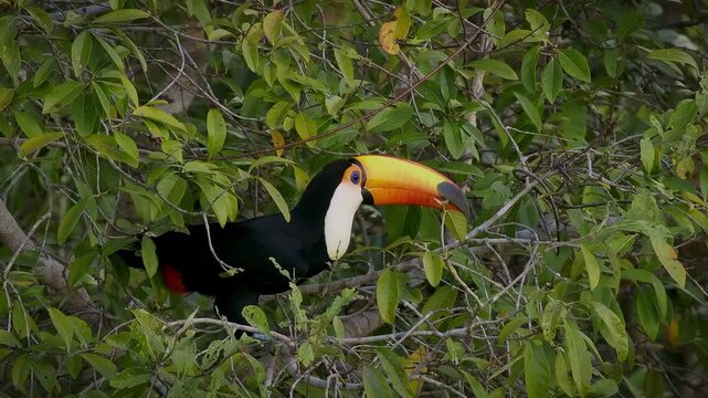 Toco toucan (Ramphastos toco), world's largest toucan species, perched among green tree branches, Pantanal wetland, Mato Grosso, Brazil. Massive orange-yellow bill, black body, white throat.