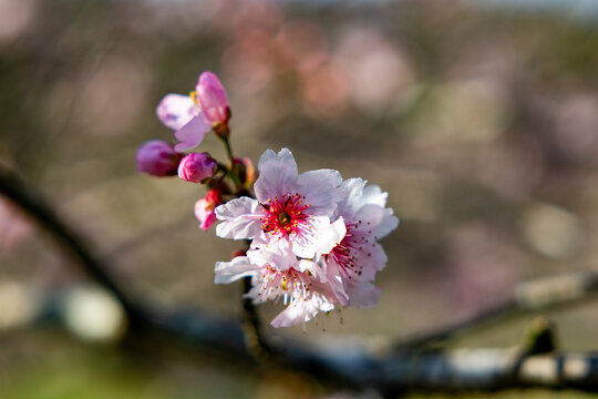Flor de cerejeira. Sakura