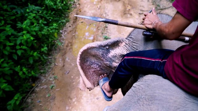 Man sits atop elephant, holds long spear. Elephant stands muddy path, surrounded by greenery. Man appears calm, focused on task. Ideal for nature, conservation, or wildlife protection themes