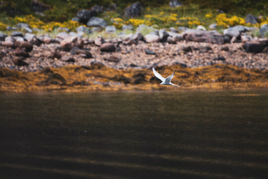 Seeschwalbe auf den Lofoten 