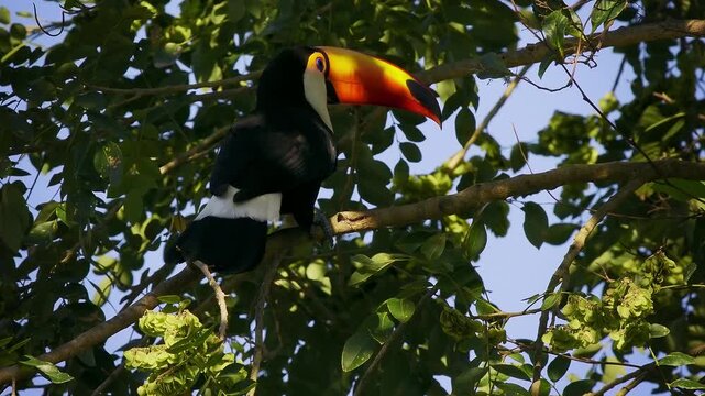 Toco toucan (Ramphastos toco), world's largest toucan species, perched among green tree branches, Pantanal wetland, Mato Grosso, Brazil. Massive orange-yellow bill, black body, white throat.