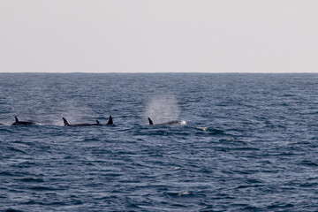 Fototapeta premium Orca vor Andenes in Nordnorwegen – Walbeobachtungstour in der Norwegischen See