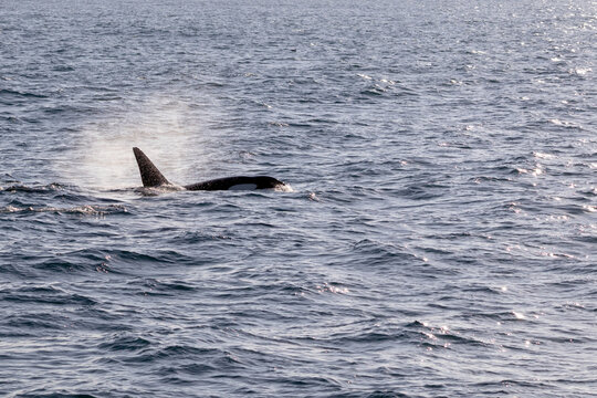 Orca vor Andenes in Nordnorwegen &ndash; Walbeobachtungstour in der Norwegischen See