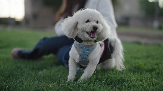 Happy Young Woman Holding Cute White Poodle Dog Outdoors at Sunset