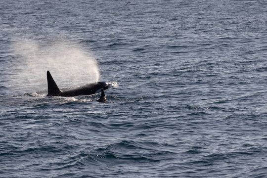 Orca vor Andenes in Nordnorwegen &ndash; Walbeobachtungstour in der Norwegischen See