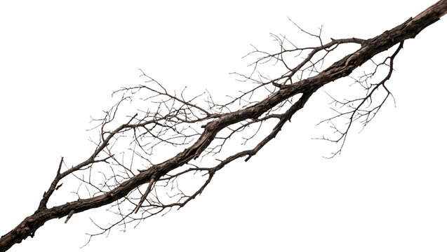 Long diagonal dry tree branch with dark rough bark and fine bare twigs isolated on transparent background