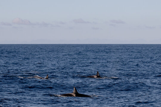 Orca vor Andenes in Nordnorwegen &ndash; Walbeobachtungstour in der Norwegischen See