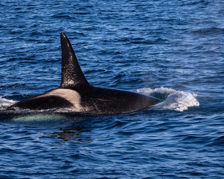 Orca vor Andenes in Nordnorwegen &ndash; Walbeobachtungstour in der Norwegischen See
