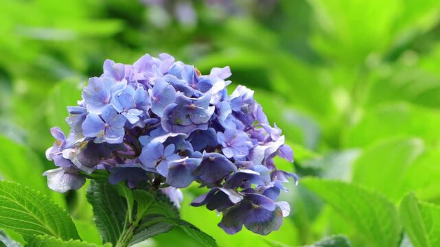 Blue petals of a hydrangea, hydrangea in full bloom, beautiful blue-violet flowers, lilac-blue flowers swaying gently in the wind, hydrangea family