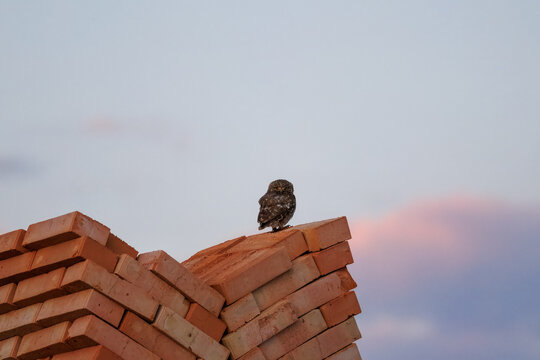 An adult little owl (Athene noctua) perched on a pile of bricks and looking directly into the camera lens on a summer evening. Wildlife photography with copy space.