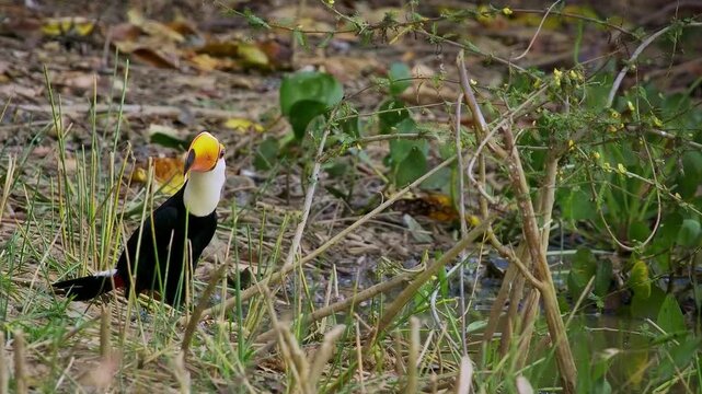 Toco toucan (Ramphastos toco), world's largest toucan species, foraging on ground near water's edge, Pantanal wetland, Mato Grosso, Brazil. Huge orange bill, black plumage, white throat.