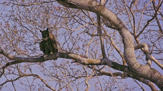 Great Horned Owl (Bubo virginianus), tiger owl, hoot owl, perched on tree branch, ear tufts raised, alert amber eyes. Powerful nocturnal raptor, widespread across the Americas, Pantanal Brazil.