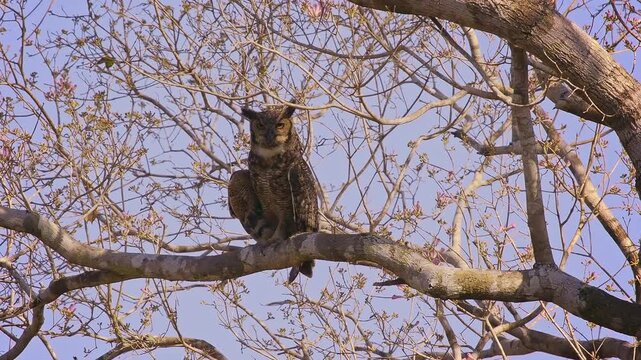 Great Horned Owl (Bubo virginianus), tiger owl, hoot owl, perched on tree branch, ear tufts raised, alert amber eyes. Powerful nocturnal raptor, widespread across the Americas, Pantanal Brazil.