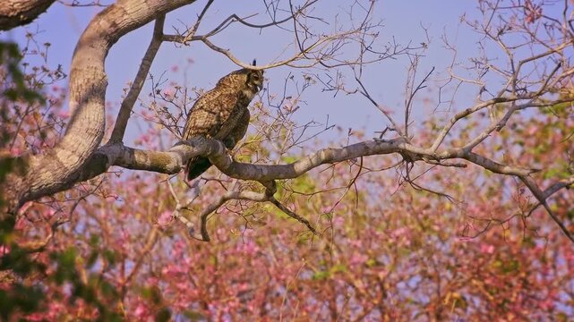 Great Horned Owl Bubo virginianus roosting on branch of blooming pink trumpet tree, ear tufts mottled brown plumage, powerful nocturnal raptor bird of prey, Pantanal Brazil, blue sky, least concern
