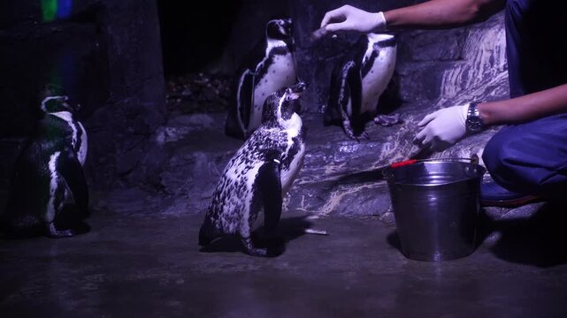 Dark enclosure holds curious penguins. Keeper feeds them with careful hands. Penguins gather, attentive and gentle. Light highlights their sleek, black-and-white forms. Ideal for zoo, wildlife