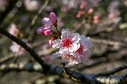 Flor de cerejeira. Sakura