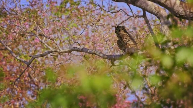 Great Horned Owl Bubo virginianus roosting on branch of blooming pink trumpet tree, ear tufts mottled brown plumage, powerful nocturnal raptor bird of prey, Pantanal Brazil, blue sky, least concern
