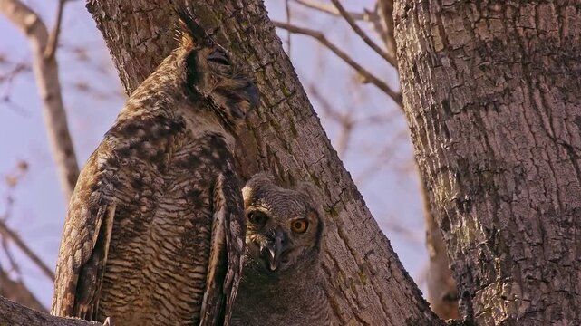 Great Horned Owl, Bubo virginianus, adult and fluffy owlet perched together in tree fork, ear tufts, piercing orange eyes, parental care, North America, least concern raptor, video footage