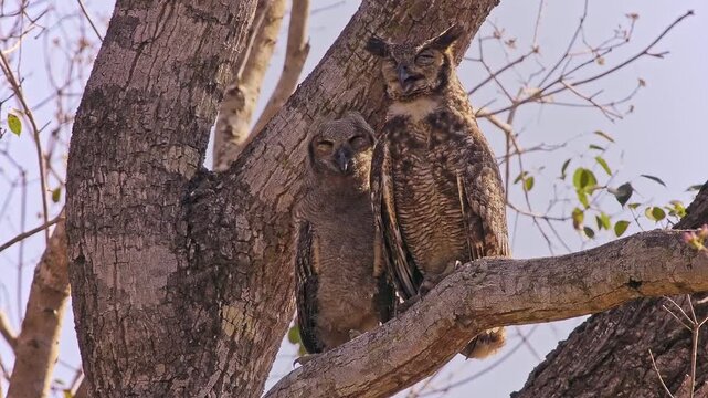 Great Horned Owl, Bubo virginianus, adult and fluffy owlet perched together in tree fork, ear tufts, piercing orange eyes, parental care, North America, least concern raptor, video footage
