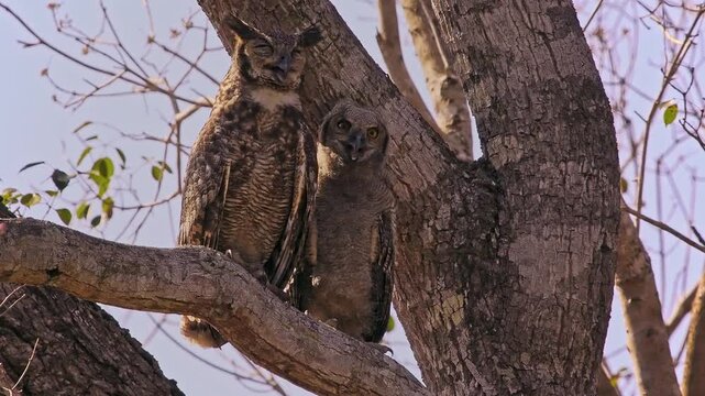 Great Horned Owl, Bubo virginianus, adult and fluffy owlet perched together in tree fork, ear tufts, piercing orange eyes, parental care, North America, least concern raptor, video footage
