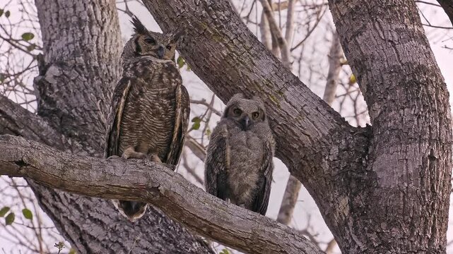 Great Horned Owl, Bubo virginianus, adult and fluffy owlet perched together in tree fork, ear tufts, piercing orange eyes, parental care, North America, least concern raptor, video footage