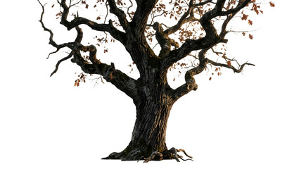 Fototapeta premium Old gnarled oak tree trunk with spreading twisted branches and sparse autumn dry leaves isolated on transparent background