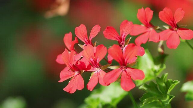 Small red flowers of Pelargonium peltatum, geranium with red flowers, delicate flowers with wine-red veins, green leaves, sunny day, garden flowers blowing in the wind, Pelargonium, Geranium
